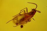 Seven Fossil Flies (Diptera) In Baltic Amber #173636-2